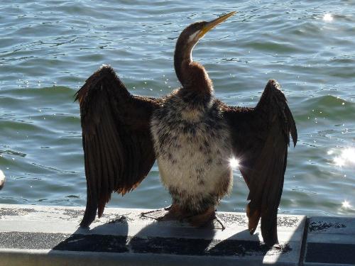 Australian Darter